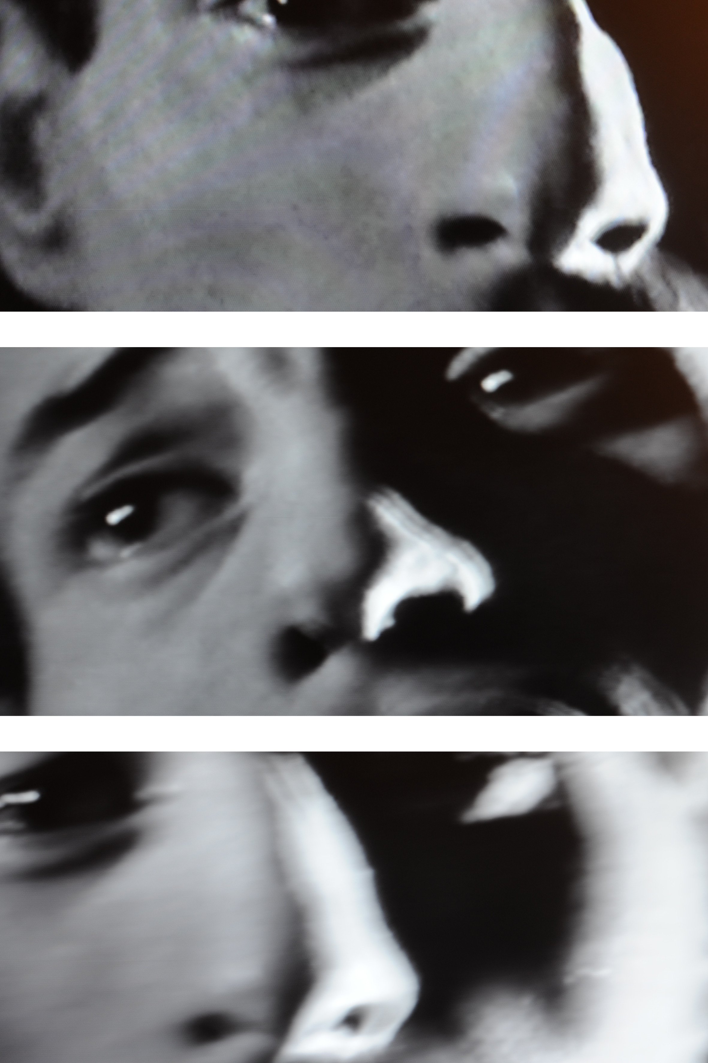 Les Sources – Why Look at Animals?