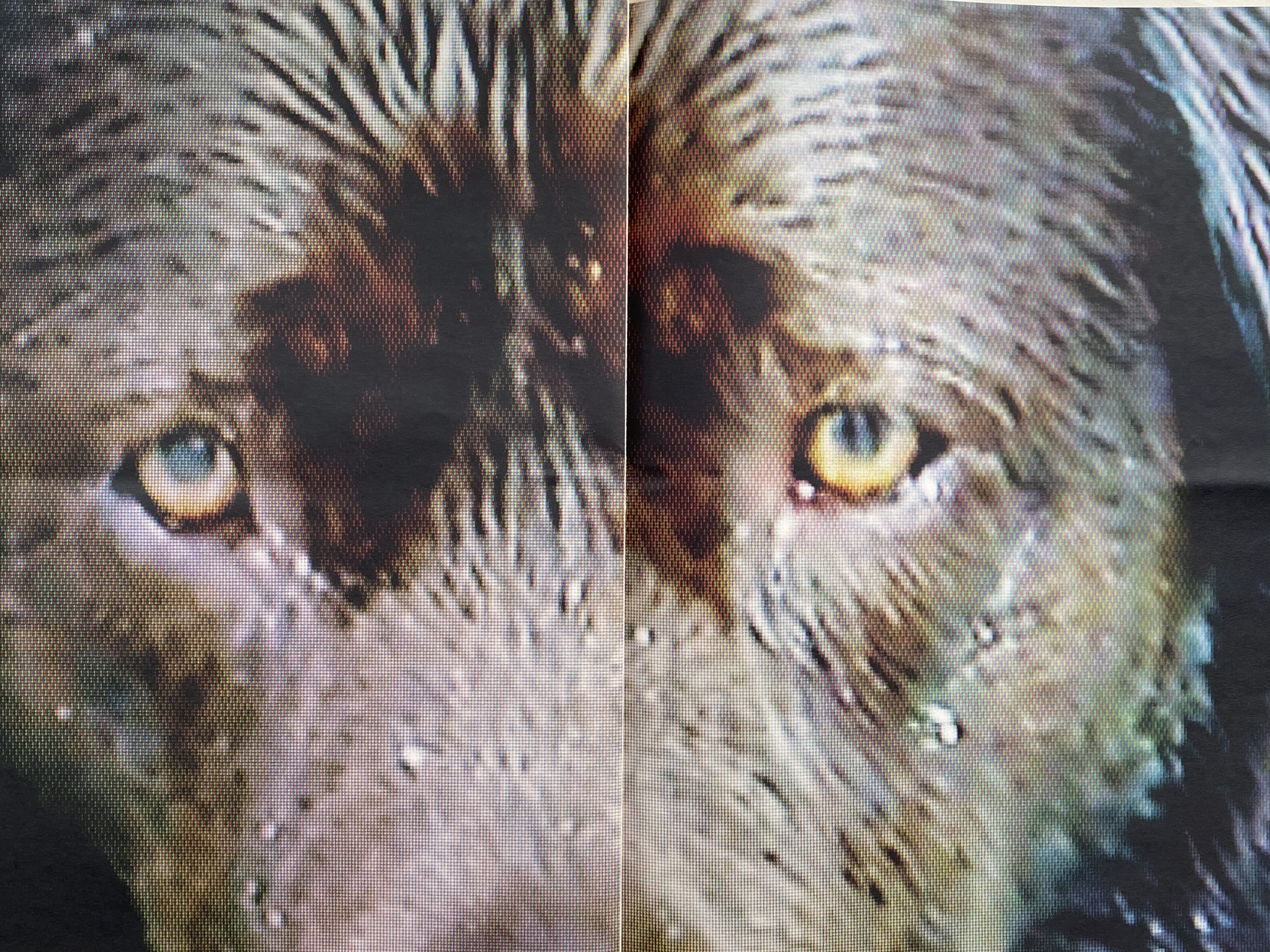 Les Sources – Why Look at Animals?