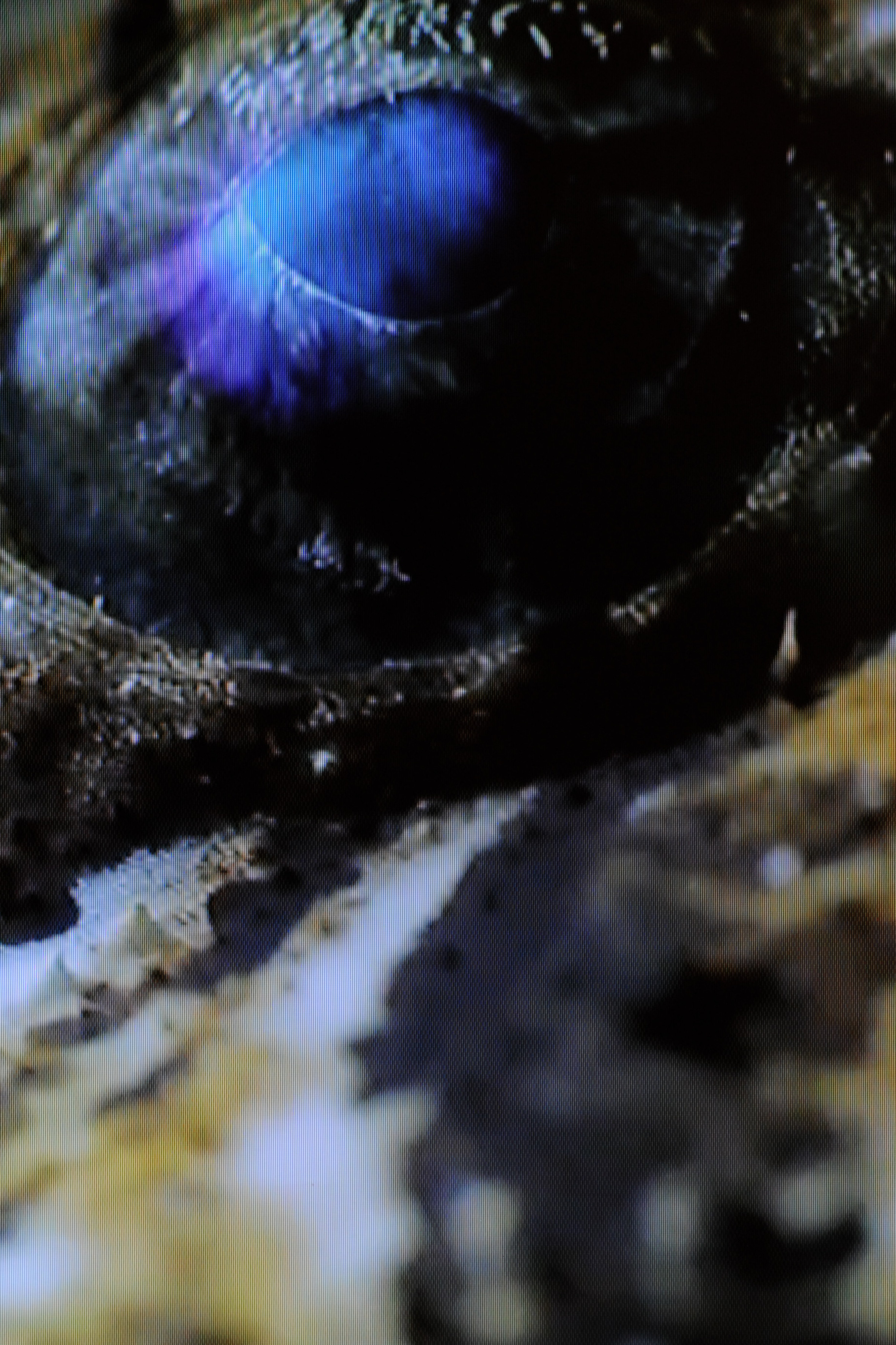 Les Sources – Why Look at Animals?