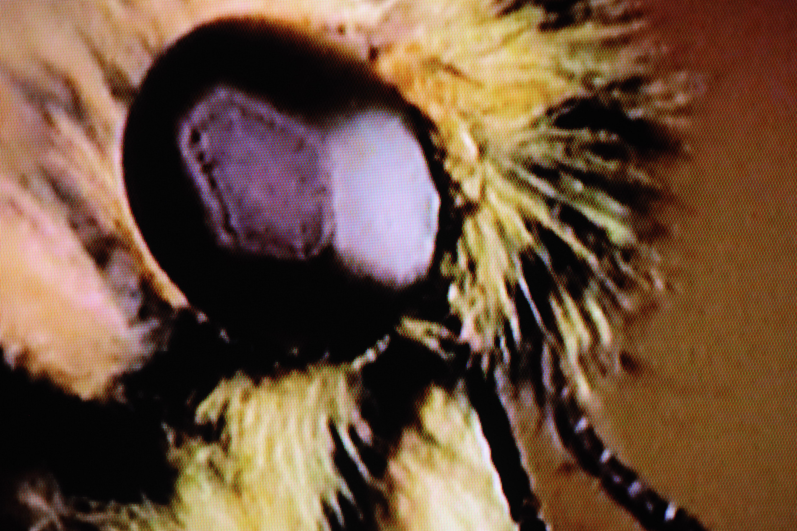 Les Sources – Why Look at Animals?