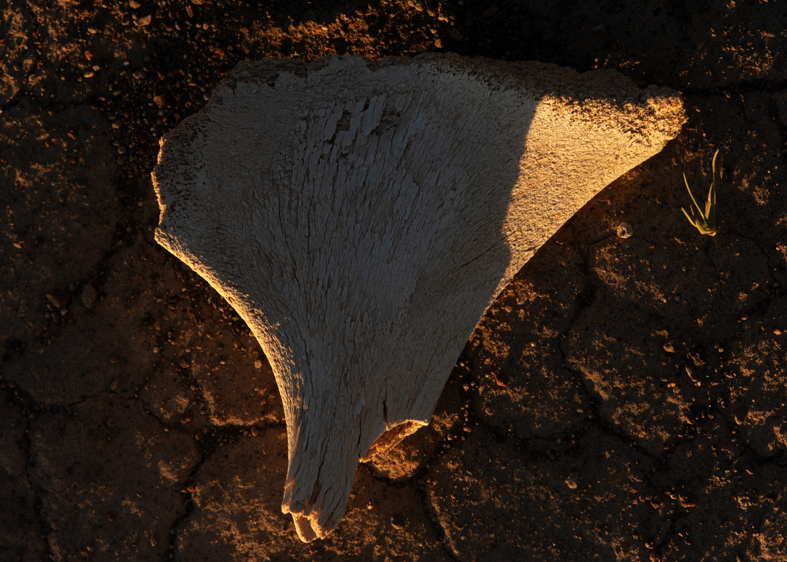 Orisons, by Marguerite Humeau