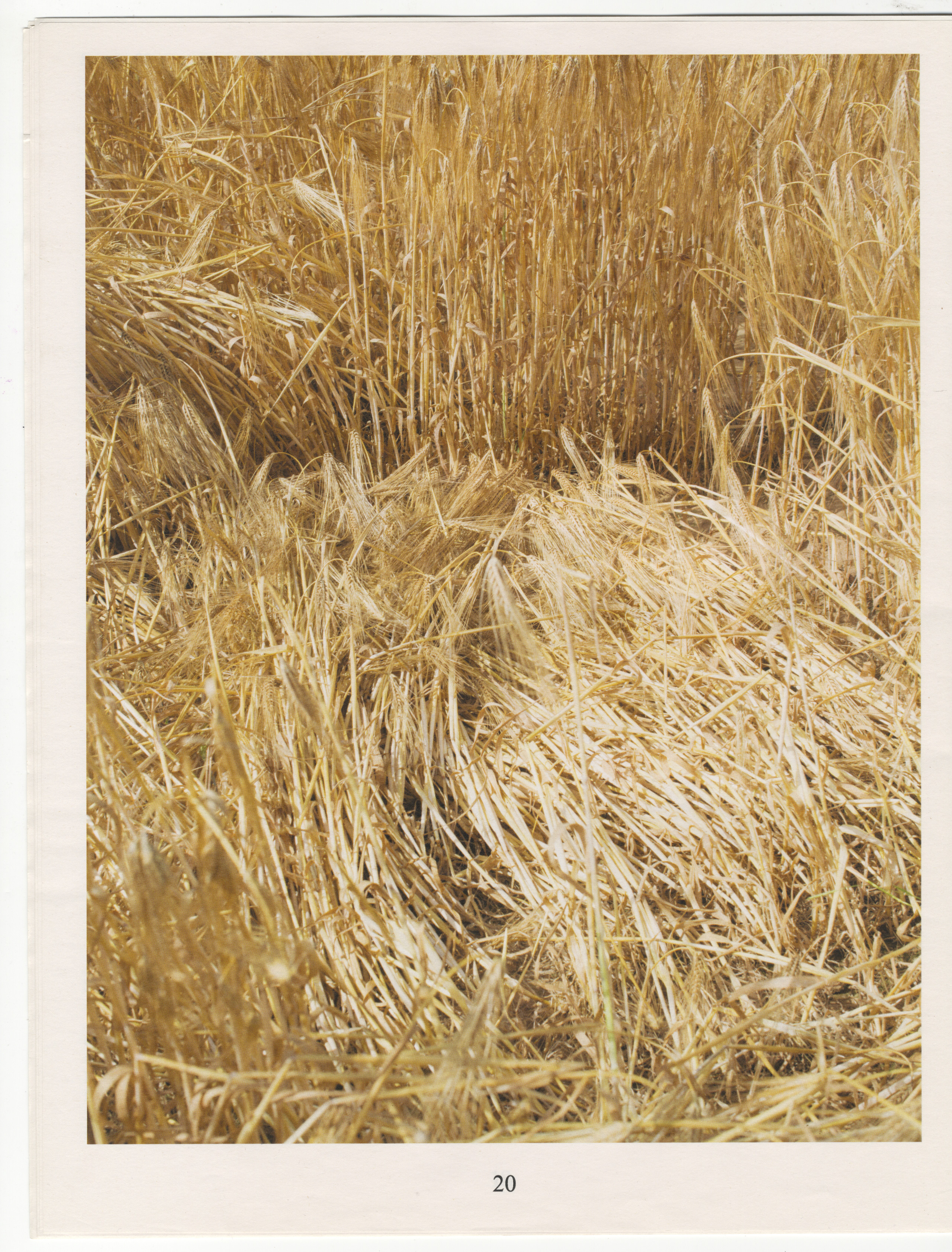 Les Sources – Alejandro