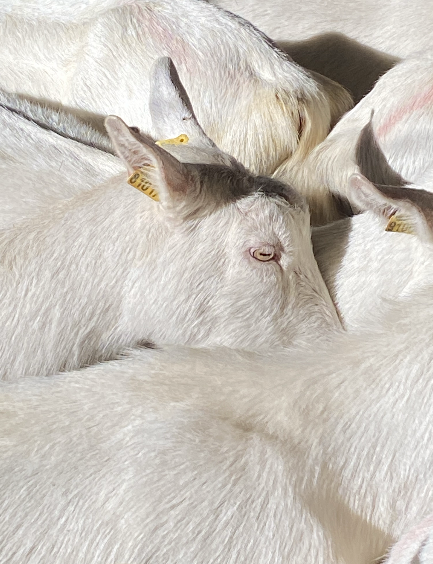 Take, Select, Arrange, Print(2)